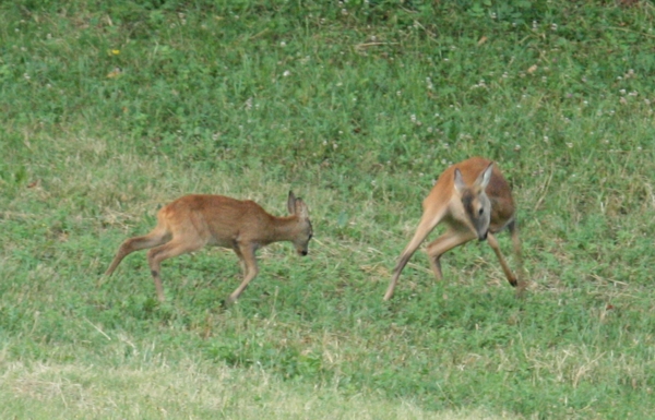 Il Capriolo